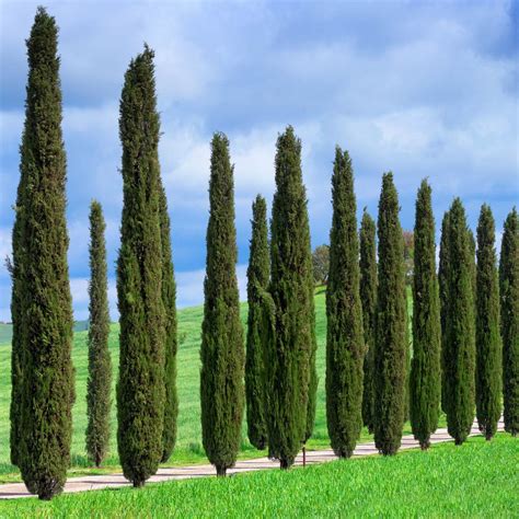 New Style Brighter Blooms Italian Cypress Tree Evergreen And Privacy