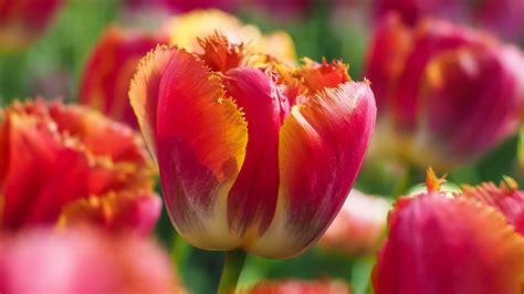 Earth Tulip Macro Spring Closeup Photo 4k Hd Flowers