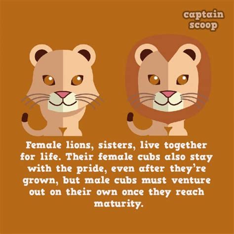 15 Interesting Animals Facts Paired With Cute Illustrations