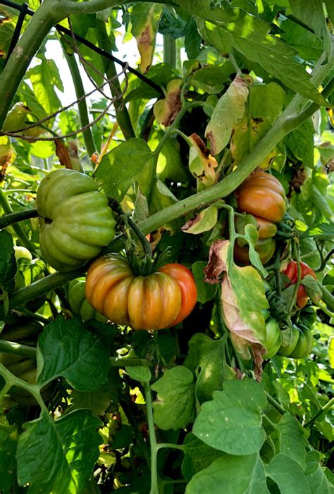 How To Prune Tomato Plants And Why You Should Prune Tomato Plants