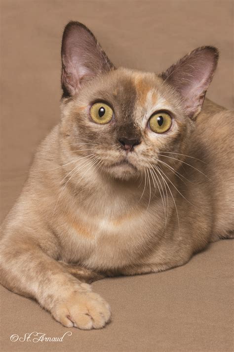 The siamese cats are considered to be a unique breed among the cat family. 9th Best Cat GC, RW Penobscot's Too Dam Hot of Jomarkat ...