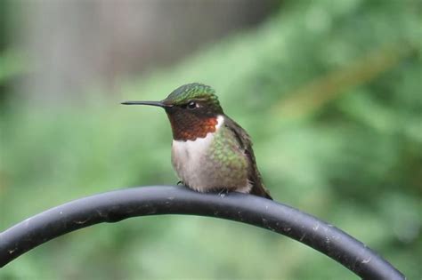 Love Hummingbirds Heres When Theyll Be Back In Michigan