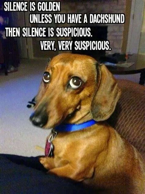 Guilty Looking Dachshund Wiener Dog Funny Dachshund Dachshund Memes
