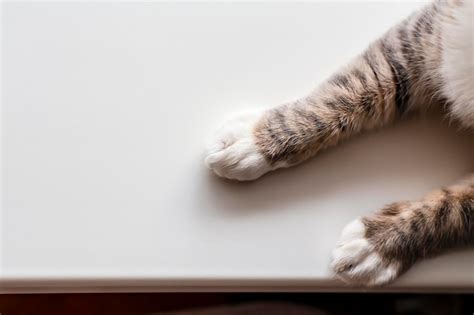 Premium Photo Cats Paws On A White Background