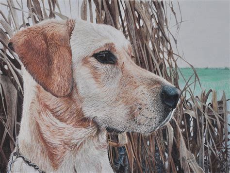 Bailey Drawing By Marlene Piccolin Pixels