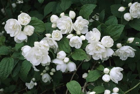 Click on an image or plant name to view the full plant profile. Image result for white blooming shrubs that smell amazing ...