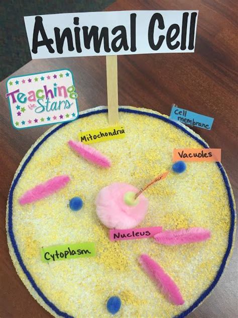 Animal Cell Model Ideas For Your Science Project Easy And Creative