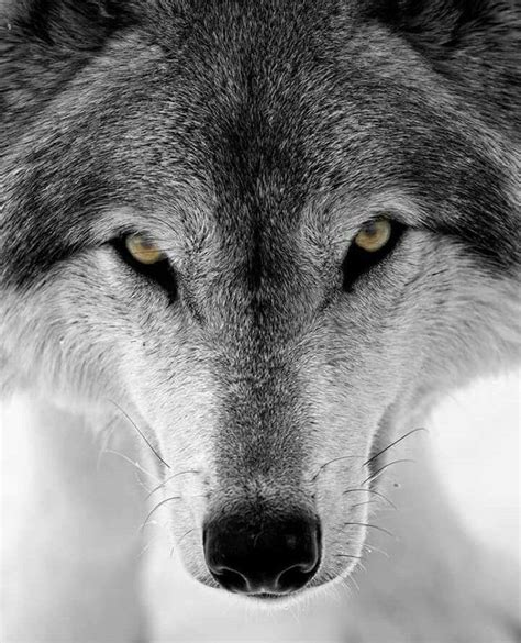 Wolf Love Grey Wolf Wolf Black Wolf Photos Wolf Pictures Beautiful