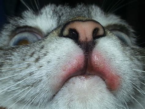 Rodent Ulcer Cat Chin Cat Meme Stock Pictures And Photos