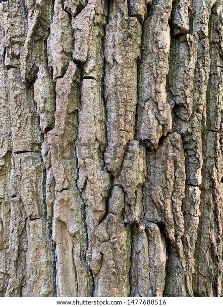Texture Black Poplar Tree Bark Cottonwood Stock Photo Edit Now 1477688516