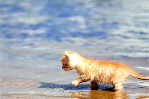 水辺の子猫の画像