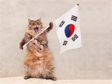180 Korean Names For Cats Our Top Picks For Your Cute Cat Hepper