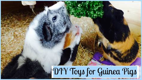 Diy Toys For Guinea Pigs Youtube