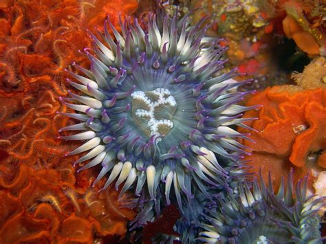 Purple Sea Anemone Sea Anemone Anemone Sea Creatures