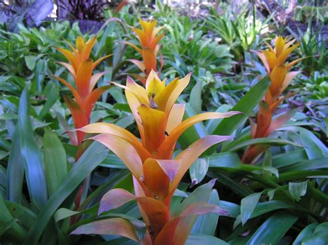 Top 10 Subtropical Groundcovers Gardendrum