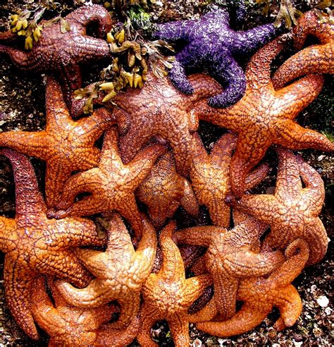 Purple Sea Star Pisaster Ochraceus Us Geological Survey