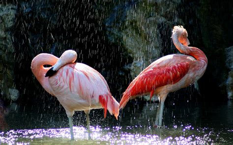 Birds Animals Flamingos Wallpaper Bird Wallpaper