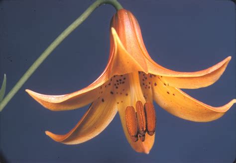Lilium Canadense Canada Lily Go Botany