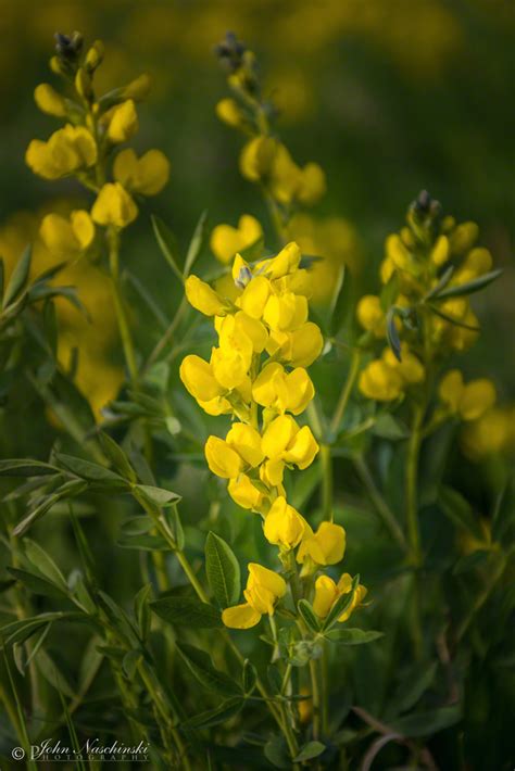 Photos Of Yellow Colorado Wildflowers