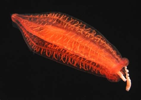Red Mid Water Comb Jelly Smithsonian Ocean