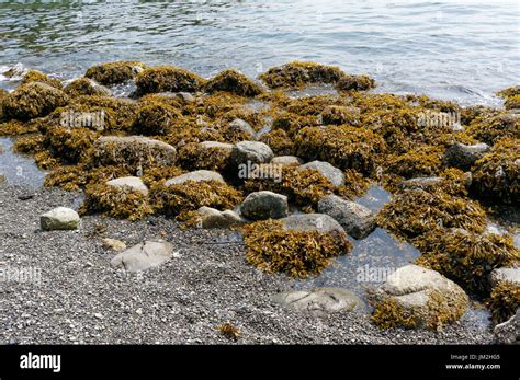 Brown Seaweed Hi Res Stock Photography And Images Alamy