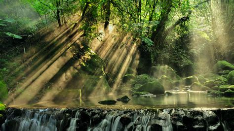7 Most Beautiful Forests Around The World The Daily Star