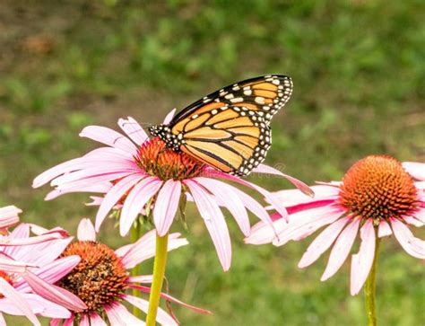 Monarch Butterfly On Summer Purple Coneflower Stock Photo Image Of