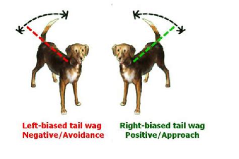 3 Dog Body Language Signs That Are Easily Misinterpreted