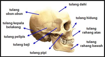 Tulang belakang (vertebrae) tulang belakang atau yang disebut dengan vertebrae (baca: Sistem Rangka Tubuh Manusia - RumusHitung.Com