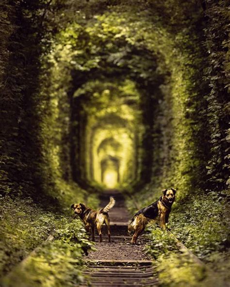 The Love Tunnel In Klevan Ukraine Attracts Not Only Human Couples How Cute Are These Two By