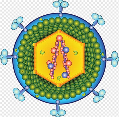 Retrovirus Virion Infección Por Vih Células Virales Esterilizadas