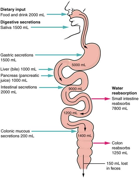 Chemical Digestion And Absorption A Closer Look · Anatomy And Physiology