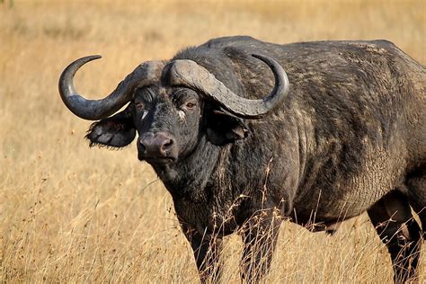 10 Iconic Animals Of South Africa Worldatlas