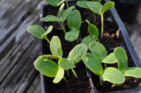Botany Brothers Organic Cantaloupe Seedlings For Sale