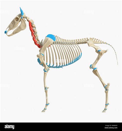 Horse Longus Colli Muscle Illustration Stock Photo Alamy