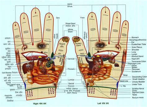 Acupressure Organ Hand 1100×800 Acupressure Treatment Massage Therapy Acupressure Therapy