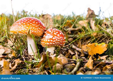 Two Fly Agaric Siblings Amanita Muscaria Mushrooms Red With White Dots