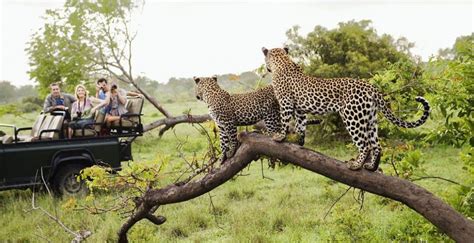 Sudáfrica Guía Completa Del Parque Nacional Kruger Buena Vibra