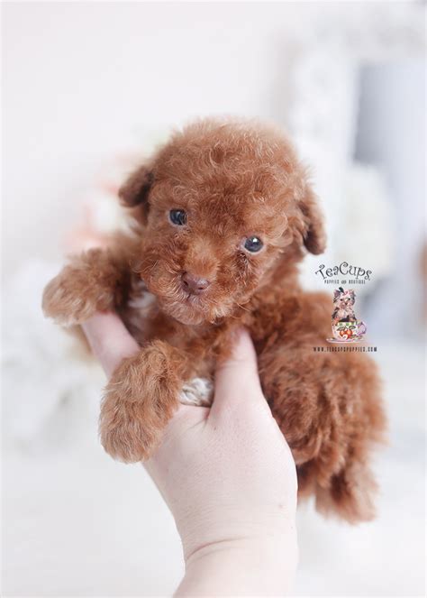 Red Poodle Puppies For Sale Miami Teacup Puppies And Boutique