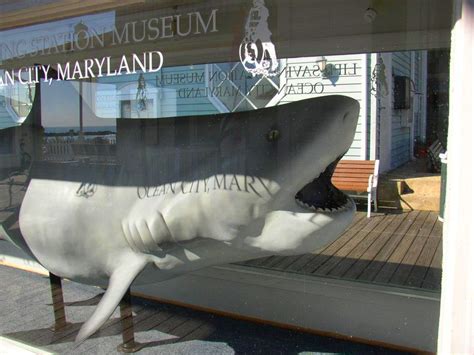 Tiger Shark At Lifesaving Station Museum Ocean City Maryland Boardwalk