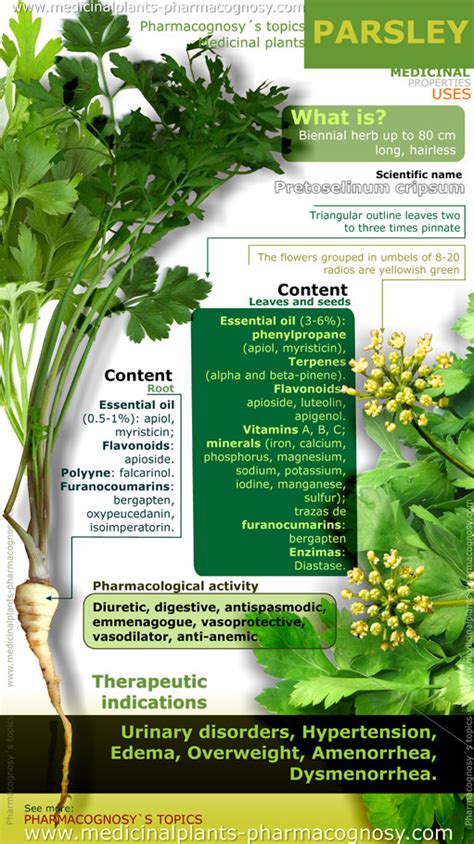 Parsley Health Benefits Infographic Pharmacognosy Medicinal Plants
