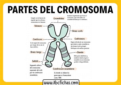 Cromosomas Partes