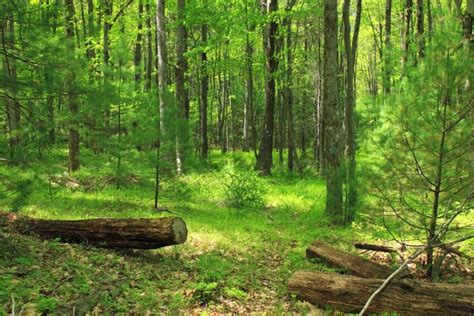 Imagen Gratis Madera árbol Paisaje Naturaleza Hoja Medio Ambiente