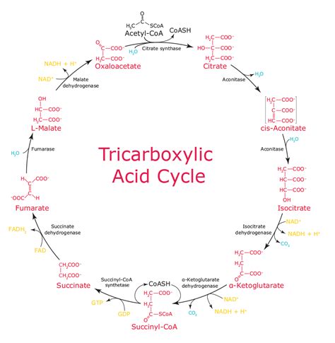 Krebs Cycle Or Citric Acid Cycle Or TCA Cycle Online Science Notes