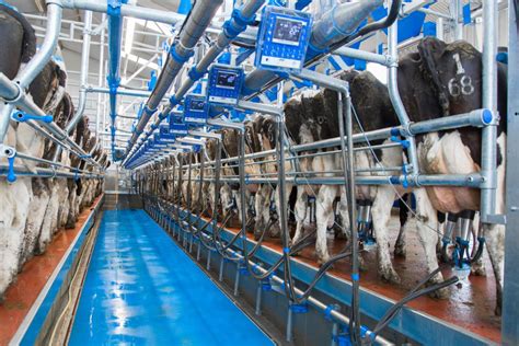 Daera Invites Applications For Dairy Technology Demonstration Farms