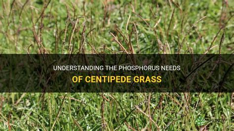Understanding The Phosphorus Needs Of Centipede Grass Shuncy