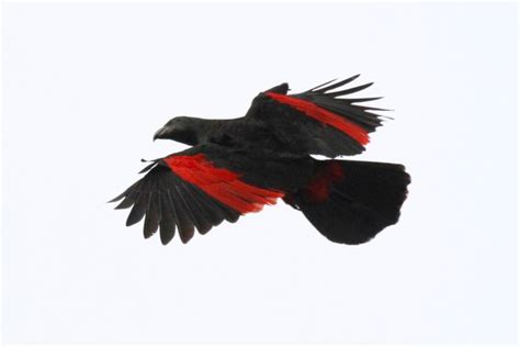 Psittrichas fulgidus scientific name definitions. Meet The Dracula Parrot, The Most Gothic Bird On Earth