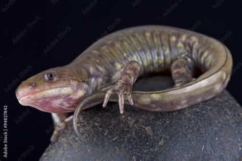 Gray Barred Tiger Salamander Ambystoma Mavortium Diaboli Stock Photo