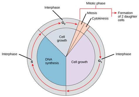 The Cell Cycle Biology For Majors I