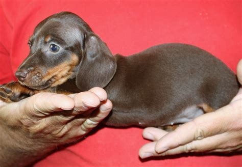 Dachshund Puppies For Sale Castle Rock Co 282093